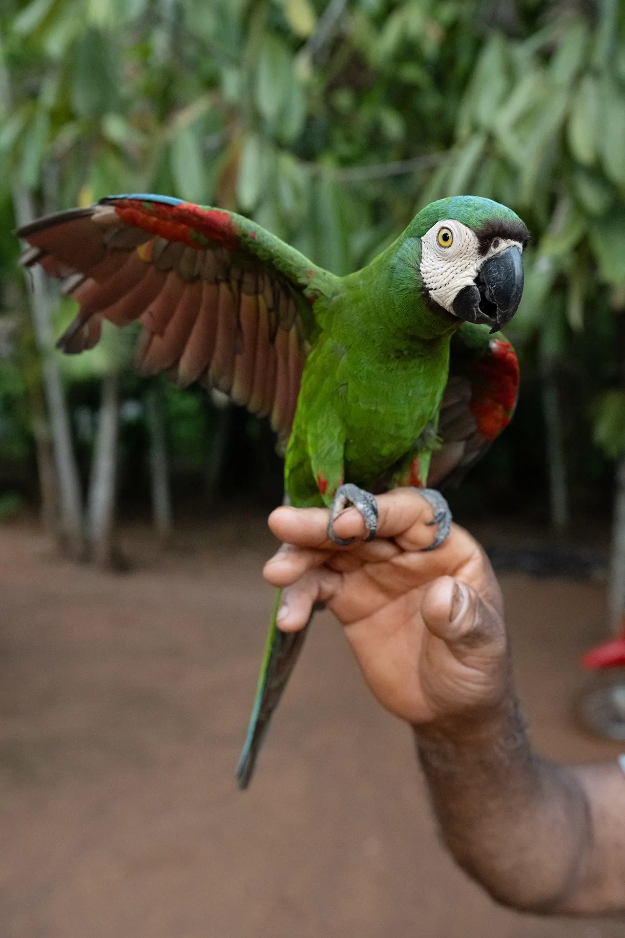 Arara na natureza de Serra Pelada