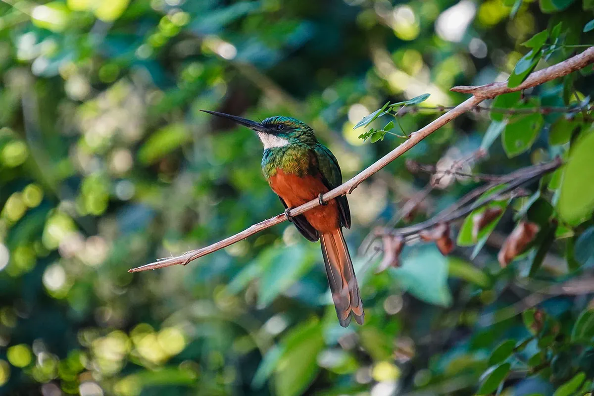 Cultura e natureza de Serra Pelada