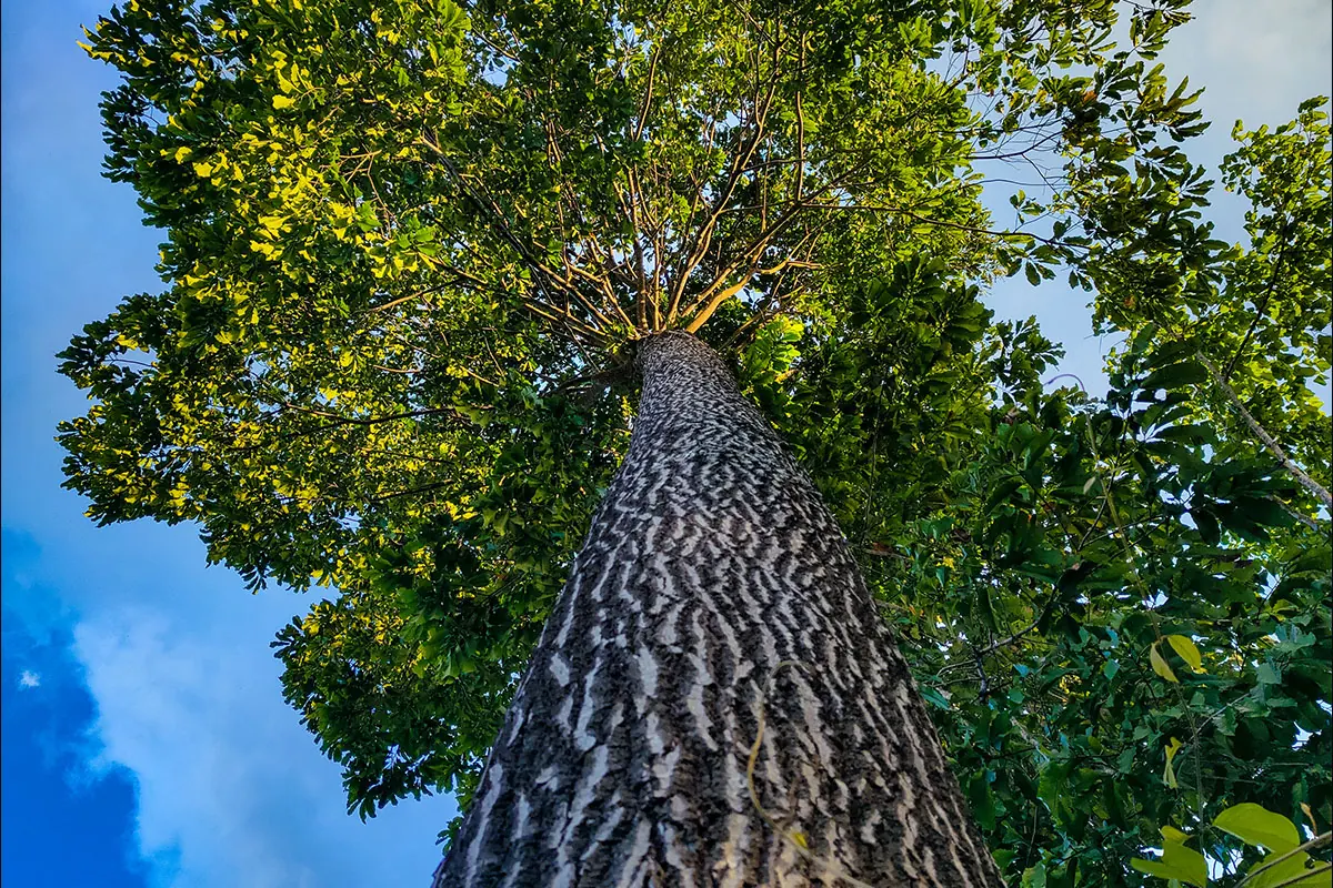 Cultura e natureza de Serra Pelada